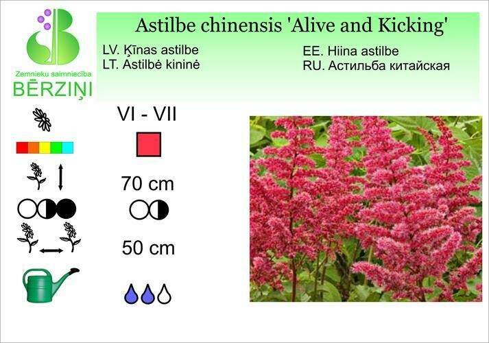 Astilbe chinensis 'Alive and Kicking'®, Astilbe
