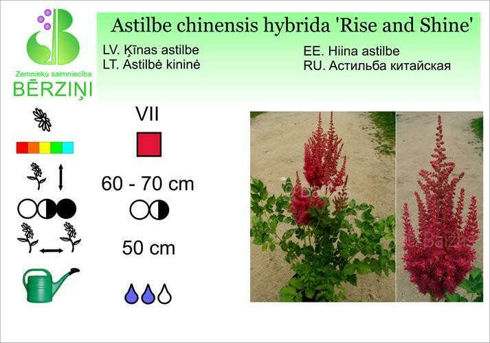 Astilbe chinensis 'Rise and Shine', Astilbe