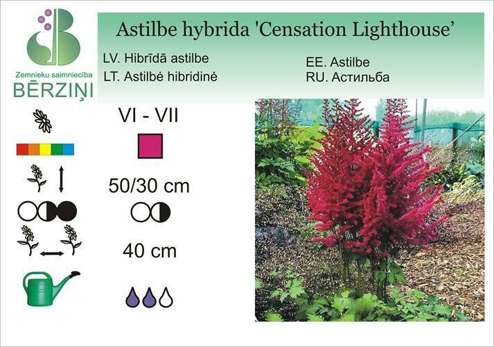Astilbe  Censation® Lighthouse®, Astilbe
