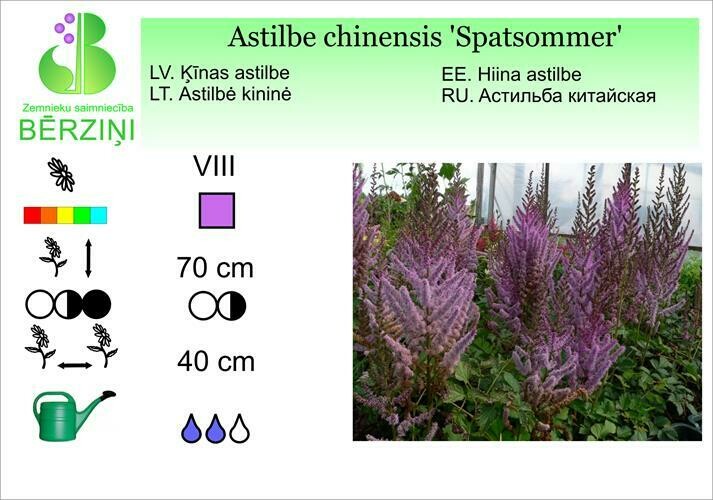 Astilbe chinensis 'Spatsommer', Astilbe
