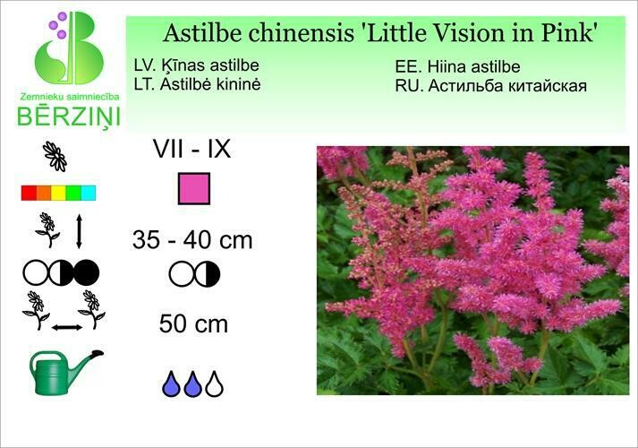 Astilbe chinensis 'Little Vision in Pink®', Astilbe