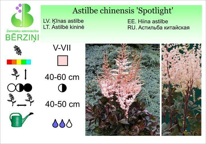 Astilbe chinensis 'Spotlight', Astilbe