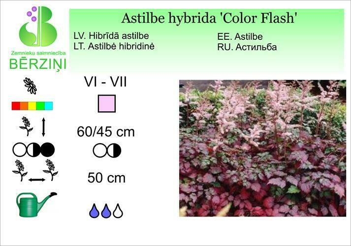 Astilbe hybrida 'Color Flash'®, Astilbe