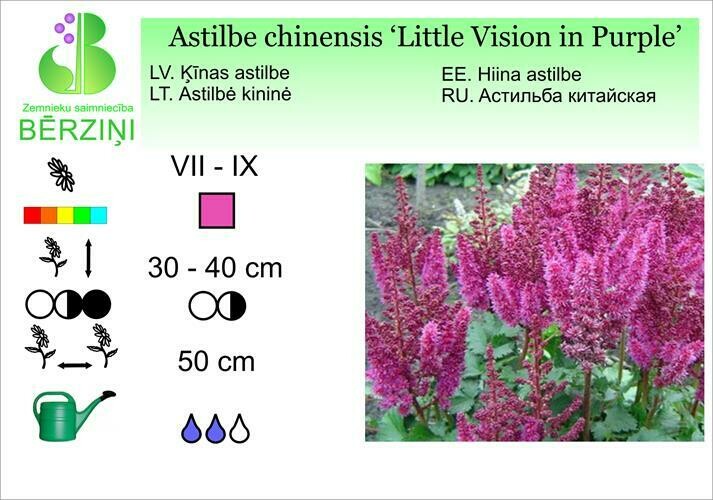 Astilbe chinensis 'Little Vision in Purple®', Astilbe