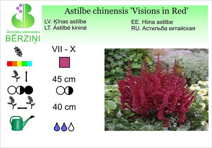 Astilbe chinensis 'Visions in Red', Astilbe