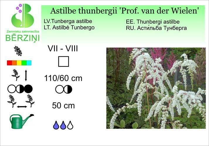 Astilbe thunbergii 'Prof. van der Wielen', Astilbe
