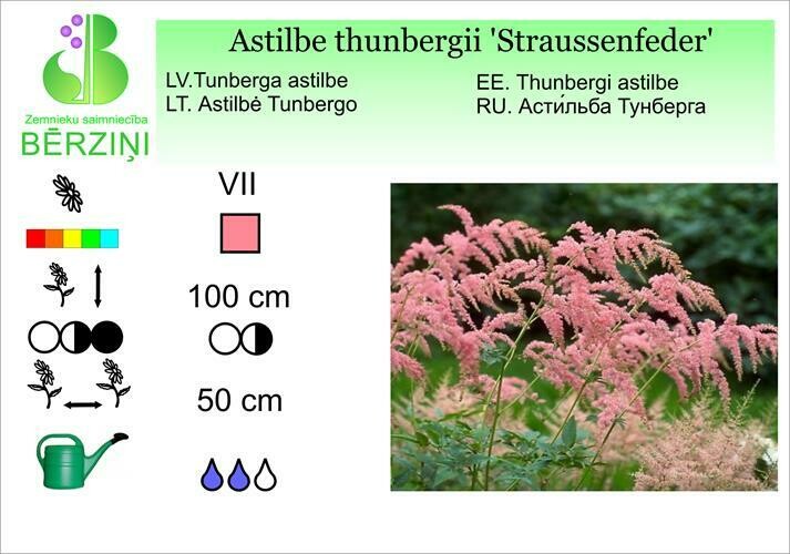 Astilbe thunbergii 'Straussenfeder', Astilbe