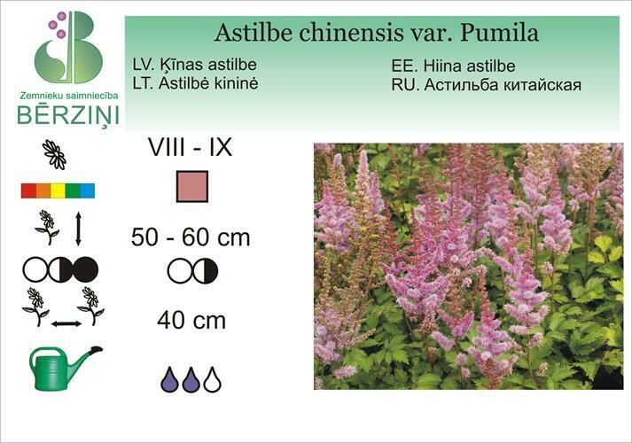 Astilbe chinensis var. pumila, Astilbe