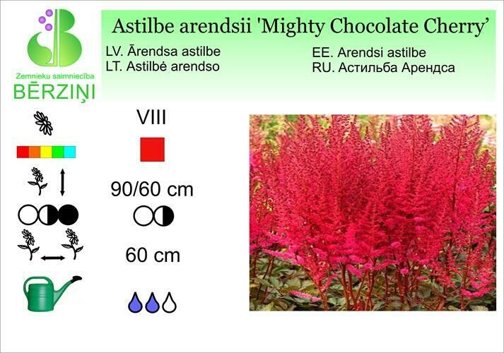 Astilbe hybrida 'Mighty Chocolate Cherry'®, Astilbe