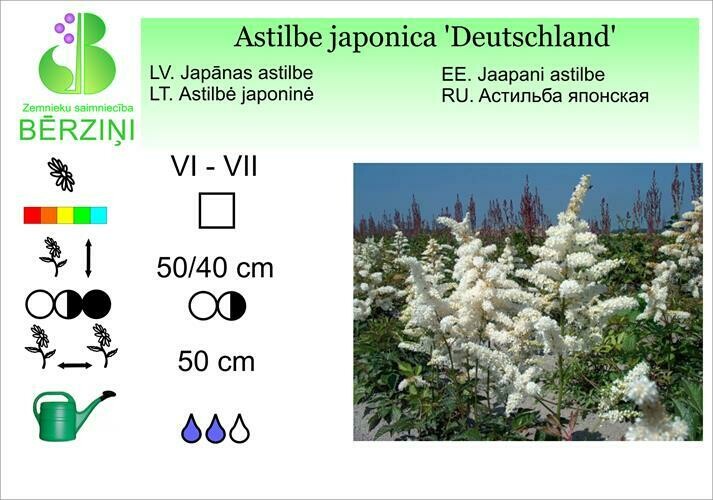 Astilbe japonica 'Deutschland', Astilbe