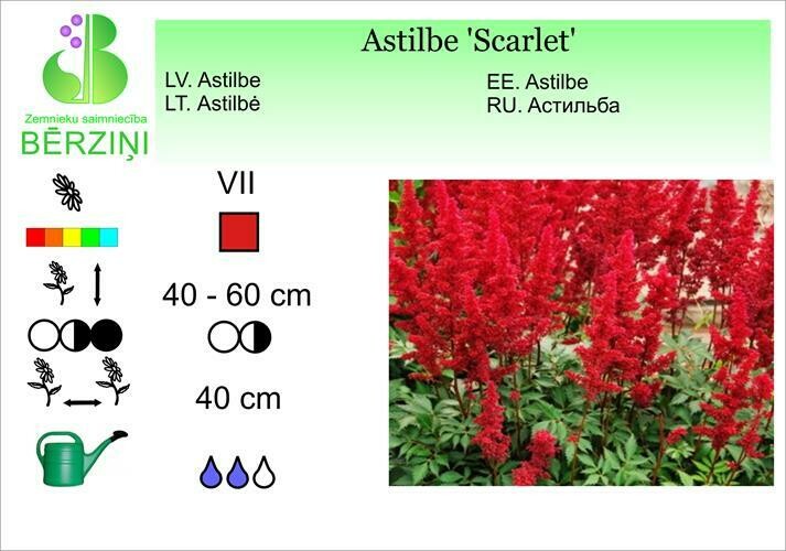Astilbe 'Scarlet', Astilbe