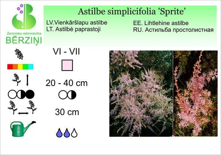 Astilbe Simplicifolia 'Sprite', Astilbe