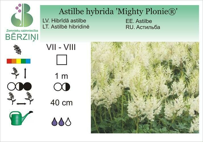 Astilbe hybrida 'Mighty Plonie®', Astilbe
