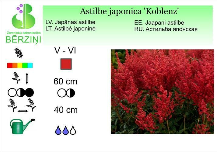 Astilbe japonica 'Koblenz', Astilbe