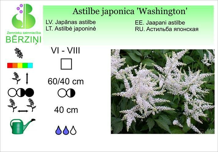 Astilbe japonica 'Washington', Astilbe