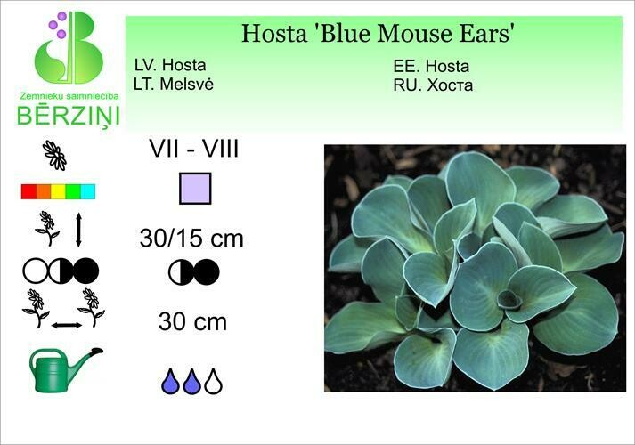 Hosta 'Blue Mouse Ears', Hosta