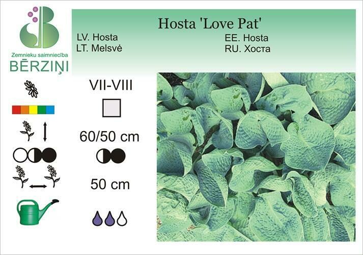 Hosta 'Love Pat', Hosta