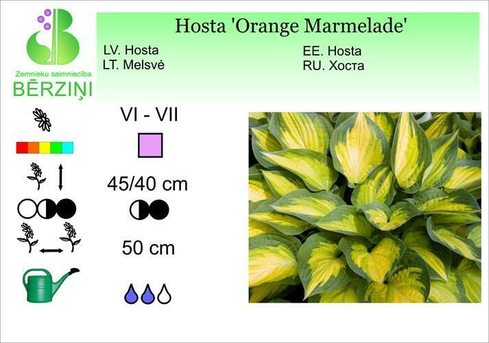 Hosta 'Orange Marmelade', Hosta