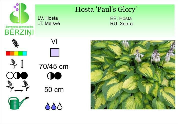 Hosta 'Paul's Glory', Hosta