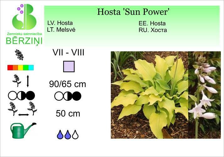 Hosta 'Sun Power', Hosta