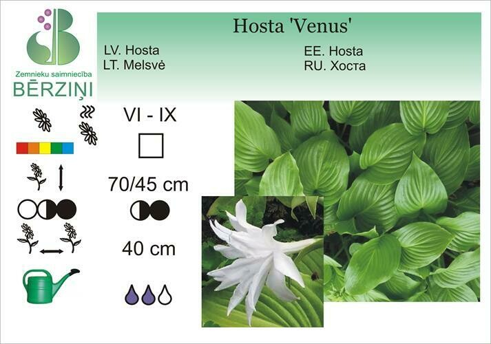 Hosta 'Venus', Hosta