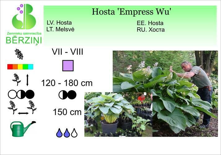 Hosta 'Empress Wu', Hosta
