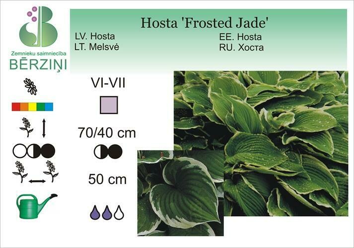 Hosta 'Frosted Jade', Hosta