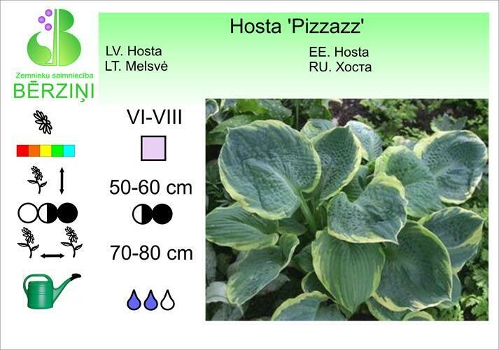 Hosta 'Pizzazz', Hosta