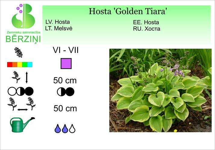 Hosta 'Golden Tiara', Hosta