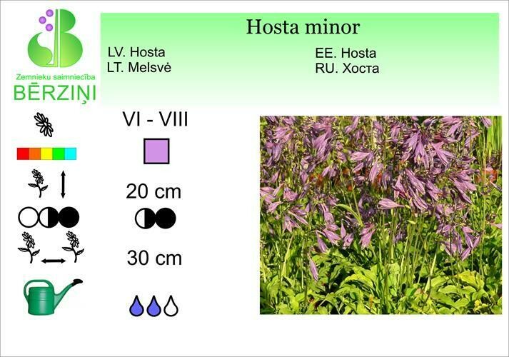 Hosta minor, Hosta