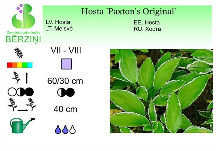 Hosta 'Paxtons Original', Hosta