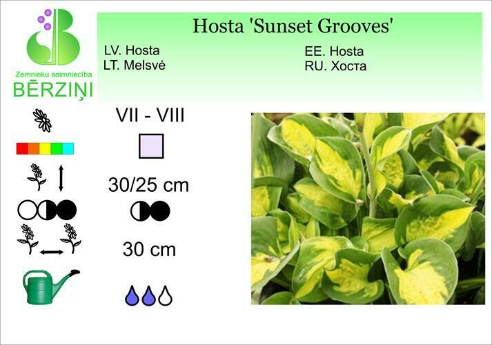 Hosta 'Sunset Grooves', Hosta
