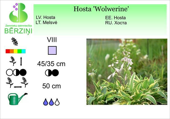 Hosta 'Wolwerine', Hosta