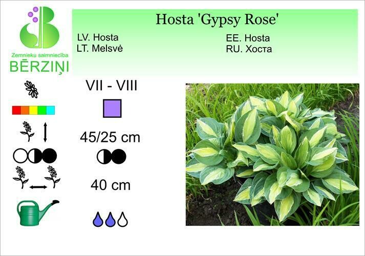 Hosta 'Gypsy Rose', Hosta