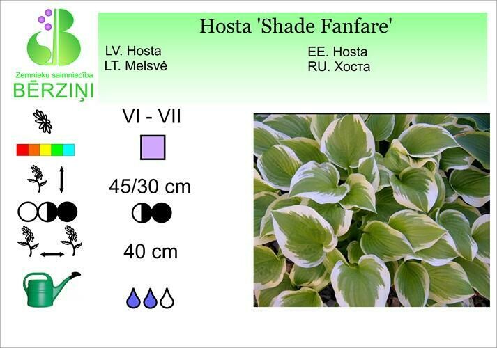 Hosta 'Shade Fanfare', Hosta