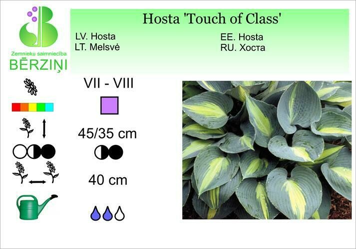 Hosta 'Touch of Class', Hosta