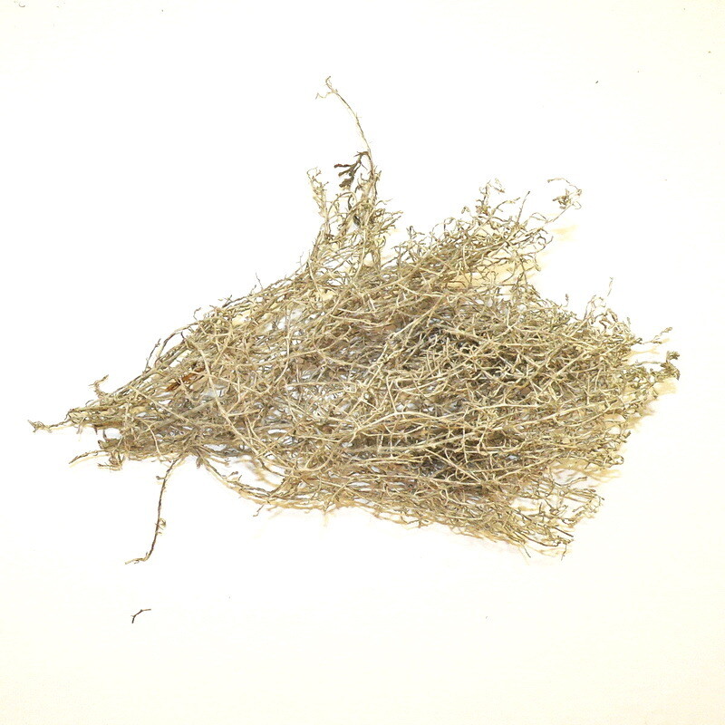 Calocephalus dried Nr2.