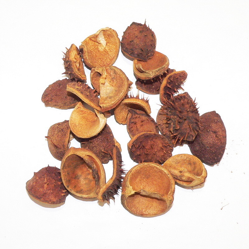 Chestnut shells Nr2.