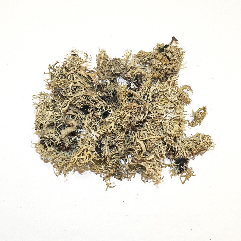 Grey moss in box