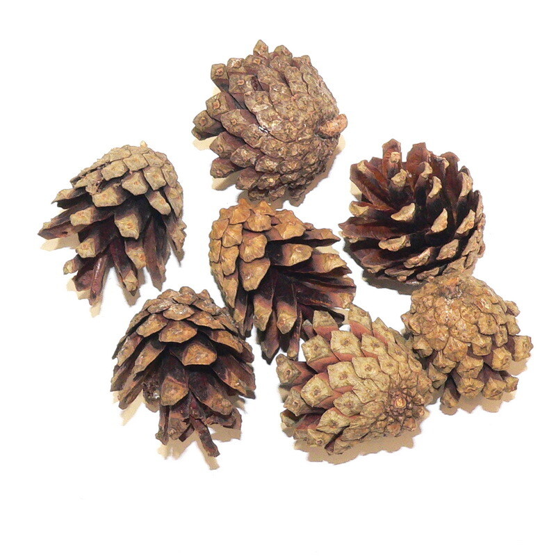 Pine cones Nr2.