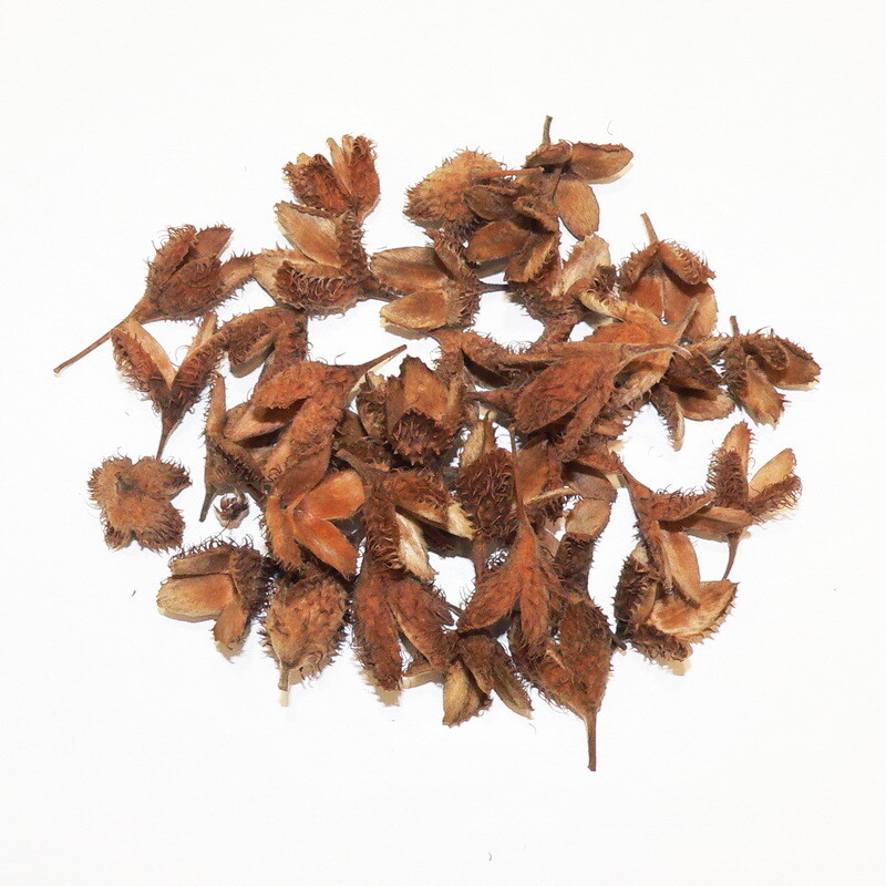 Hornbeam nutshells Nr2.
