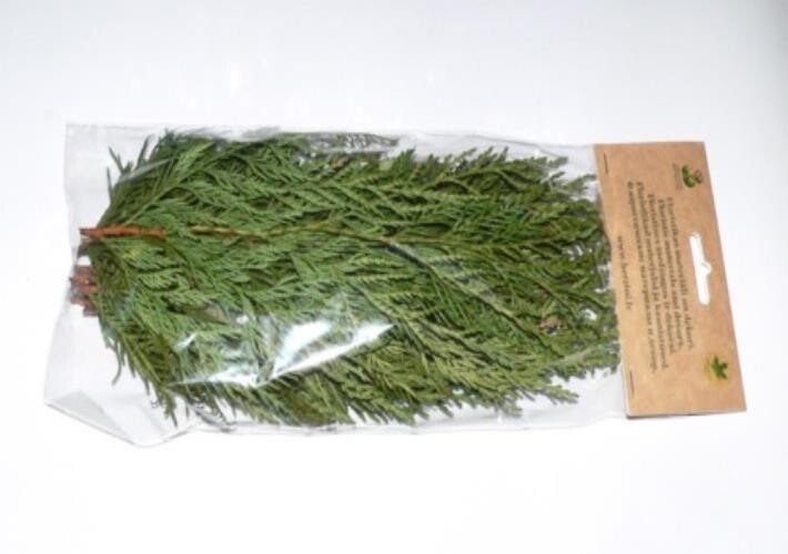 Thuja branches