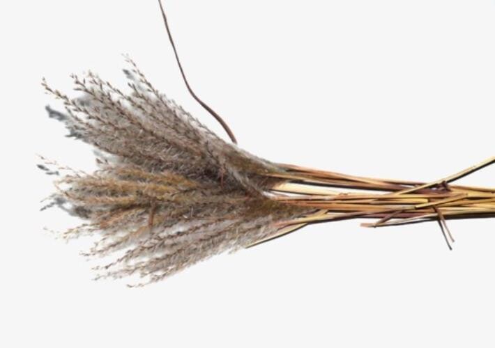 Miscanthhus floverheads