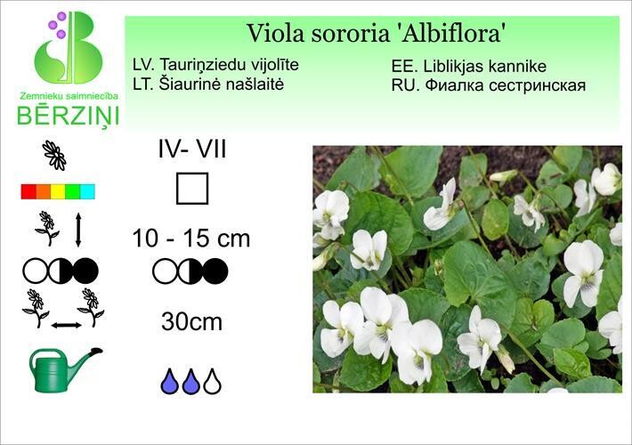 Viola sororia 'Albiflora', Vijolīte