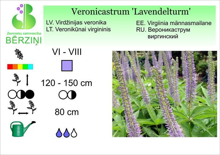 Veronicastrum virginicum 'Lavendelturm', Veronika