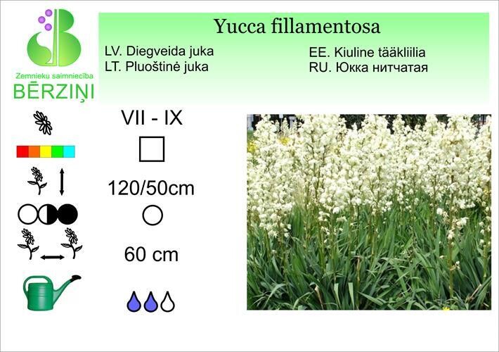 Yucca fillamentosa, Juka