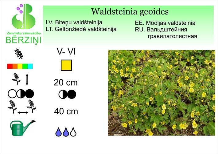 Waldsteinia geoides, Valdšteinija