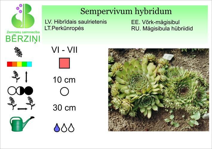Sempervivum hybridum, Saulrietenis