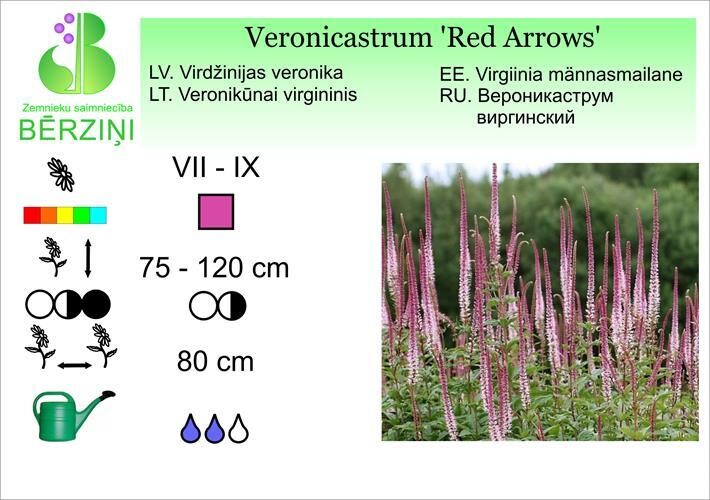 Veronicastrum virginicum 'Red Arrows', Veronika