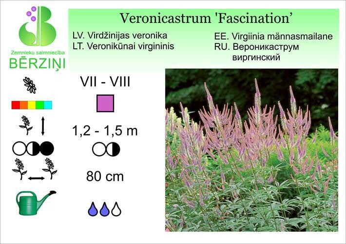 Veronicastrum virginicum 'Fascination', Veronika